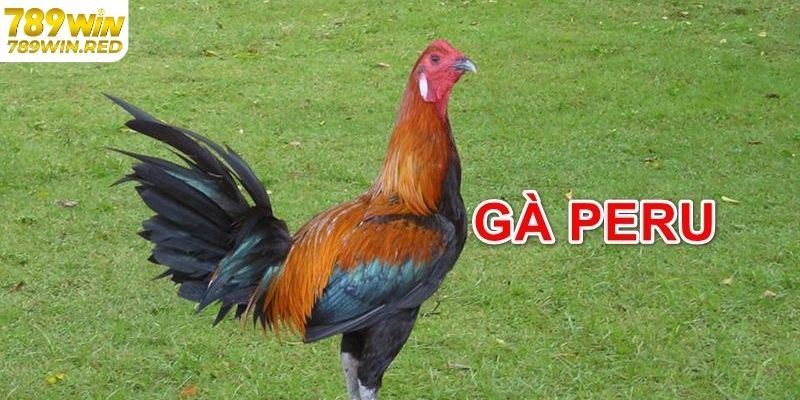 Giới thiệu gà peru lai tạo