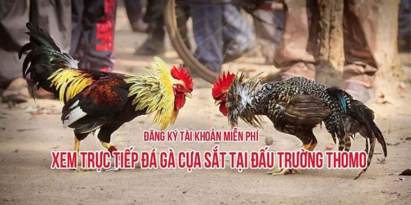 Hình thức đá gà cựa sắt đầy kịch tính